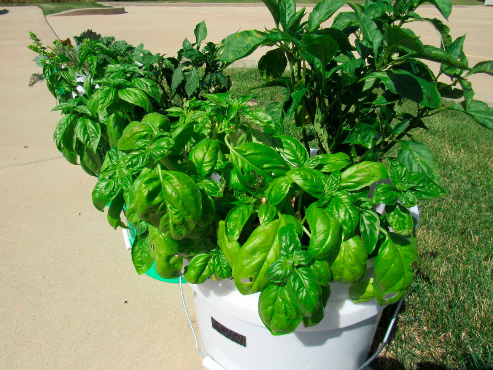 peppers and basil in bucket garden.jpg
